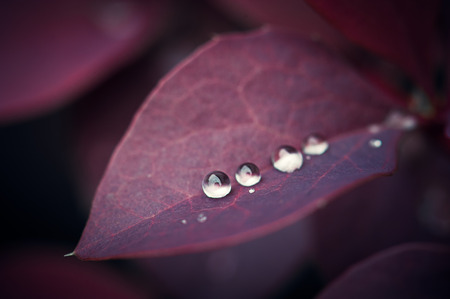 red rose with water dropsの写真素材