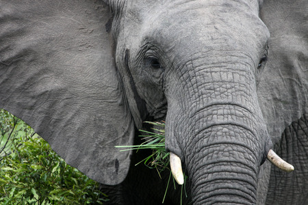 African elephant eats grass.South Africa.の写真素材