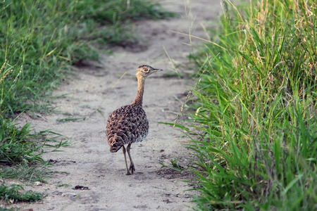 Little bustard African. Kruger National Park. South Africa.の写真素材