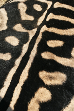 Black and white color on the back of a Zebra. Figure skins of wild African horses. Texture...