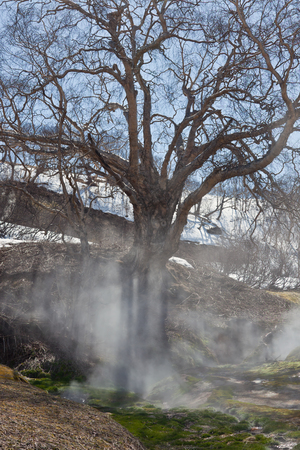 Old stone birch, in the Valley of Geysers on the Kamchatka Peninsula in spring . A gas release and vapor in the area of volcanic and thermal activities in the Kronotsky nature reserve. Russia.の写真素材