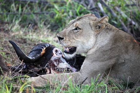 Lioness African aextracted from. Kruger National Park, South Africa,の写真素材
