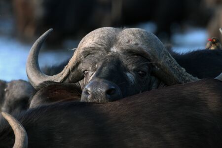 Young African Buffalo looking over the backs of bulls. A herd of Buffalo with a natural pond at a...