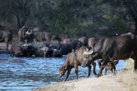 Calf and cow African Buffalo come to the waterhole. A herd of Buffalo with a natural pond at a waterhole in Botswanaの写真素材
