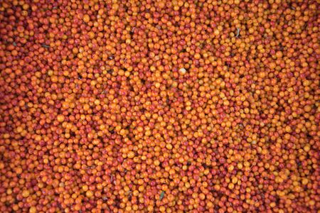 Background from the fruit of sea buckthorn berries at the market of Bishkek, Kyrgyzstanの写真素材