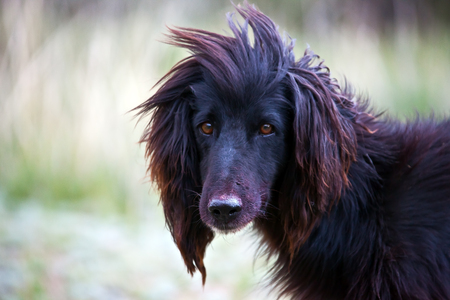 Kyrgyz native hunting dog hound Tazy in the Tien Shan mountains. Herding and hunting dog in the mountains of Kyrgyzstan.の写真素材