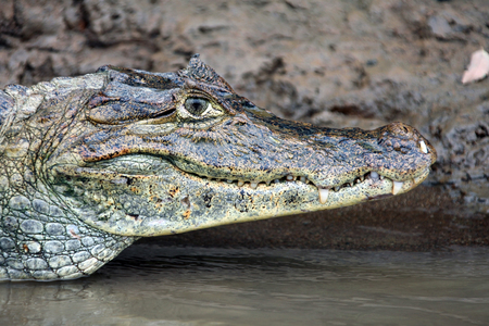 Cayman in Costa Rica. The head of a crocodile (alligator) closeup.の写真素材