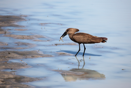 Bird-polatoglu (Scopus umbretta) shadow Heron with a frog in its beak while hunting. Botswana,の写真素材