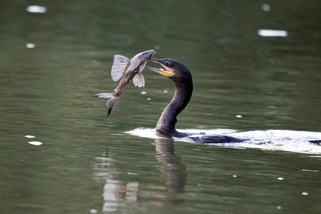 Waterfowl (cormorant) swims with fish. Costa Rica,の写真素材
