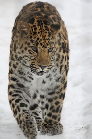 Amur leopard in the snow,の写真素材