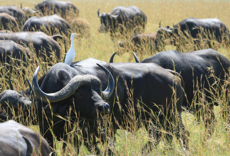 African Buffalo with white egret. A herd of Buffalo and little egret on the back of a bull. Safari,...