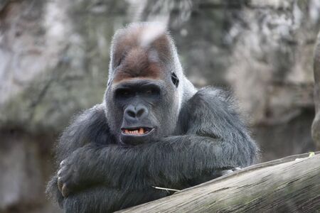 Gorilla. Adult dominant male gorilla is looking at the camera. Closeup portrait of a monkey.