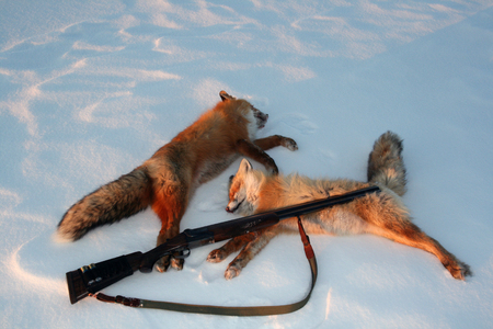 Red foxes and gun after hunting in the snow. Two trophies Siberian Fox with a shot gun after the winter hunt. Eastern Siberia, Russiaの写真素材
