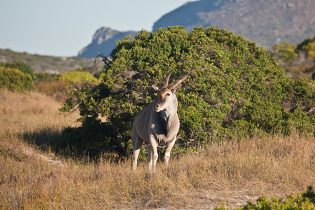 Adult male Eland grounds nature reserve at the Cape of Good Hope. The largest antelope of Africa. Bull Eland grazing in the Bush of South Africaの写真素材