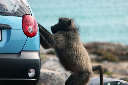 Monkey wants to open the car. A baboon tries to steal from the car. South Africa.の写真素材