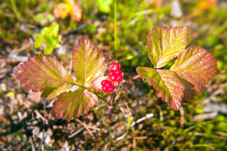 Berries and leaves of stone bramble rocky (lat. RÃºbus saxÃ¡tilis) is a perennial plant, honey...