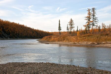 Autumn landscape on the river taiga in Siberia. Larch taiga in September on the banks of the river...