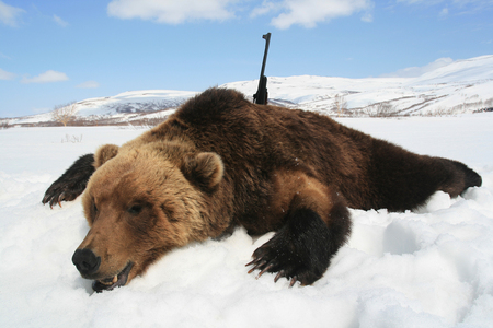 Trophy Kamchatka brown bear with a rifle after the spring hunt. Bear hunting in Siberia. Russia,の写真素材