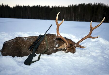 Trophy of sika deer with rifle on the snow after the hunt. Stag beetle and gun after winter trophy hunting. Carabiner, forest, Vologda region, Russiaの写真素材