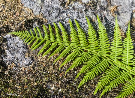 Fern leaf on a large boulder. The texture of the feathery lacy leaf of a fern plant lying on a stone background of basalt stone overgrown with moss and lichen.の写真素材