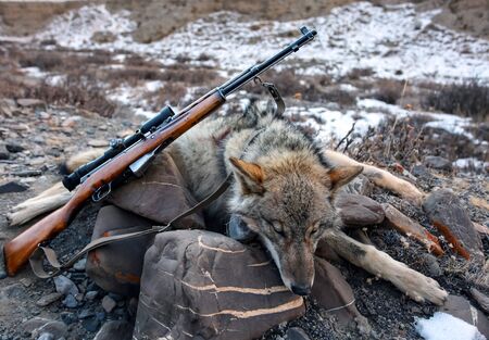 Gray Wolf Trophy and weapons after the hunt. Wolf hunting trophy and hunting weapon with a...