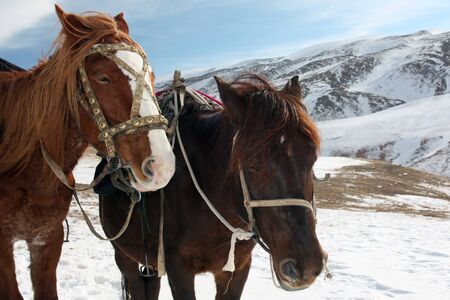 Horses in the snowy mountains. The heads of the horses. Tien Shan, Kyrgyzstan,  の写真素材