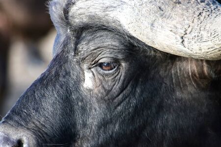 The head of the African Buffalo side closeup,  の写真素材