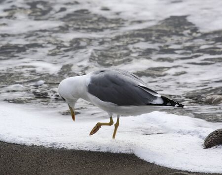 A Seagull walks on the foam from the surf and looks down. A silvery gull walks along the coastline.  の写真素材