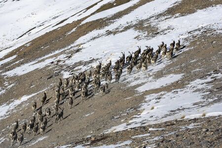 A herd of ibex or mountain goats ascends a mountain slope. A group of Central Asian ibex with goats and young goats runs up the rocky mountainside. の写真素材