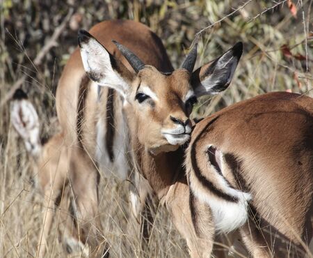 A young male Impala antelope stretches its snout to its tail. Portrait of a wild one-year-old male Impala in the natural conditions of Africa.の写真素材