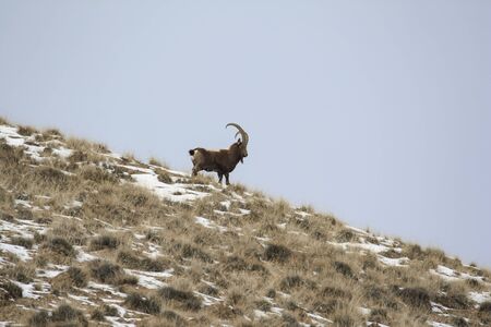 Siberian ibex stands on a mountain slope against the sky. A young mountain goat looks down curiously.の写真素材