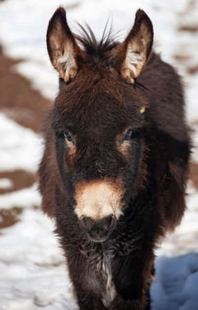 Portrait of a young domestic donkey from a mountain village. A pack hoofed animal looks at the...
