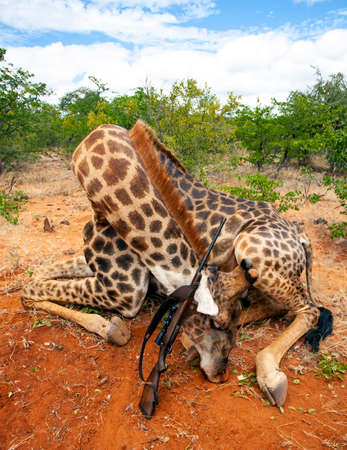 Giraffe hunting trophy with a rifle after an official hunt in South Africa. A male African giraffe after a licensed trophy hunt in South Africa.の写真素材