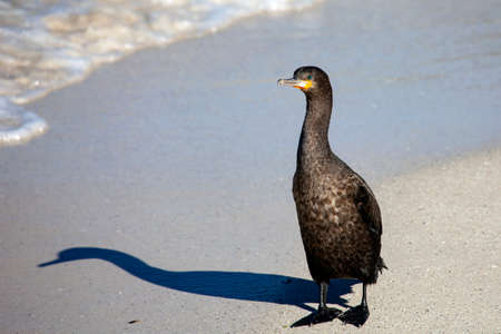 A sea cormorant stands on a sandy ocean beach. A waterfowl stands by the water on the seashore. Africa,の写真素材