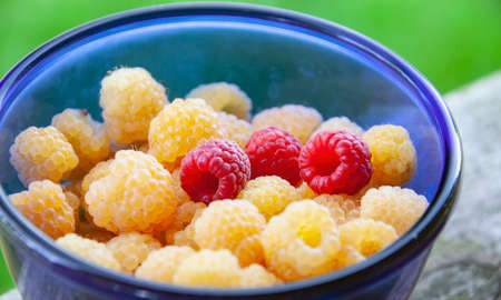 Yellow and red raspberries in a blue Cup. Garden raspberries of yellow and red varieties in a blue glass dish on a background of green grass.の写真素材