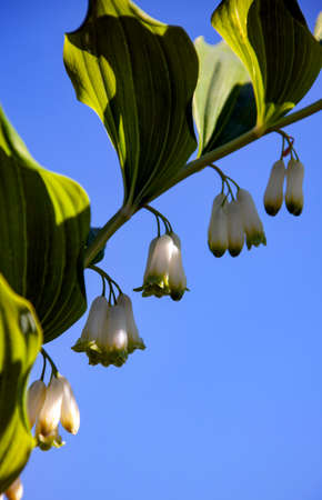 Blooming Solomon's seal medicinal closeup on background of blue sky. White flowers and green leaves of the plant are bought on a flower bed in the garden.の写真素材