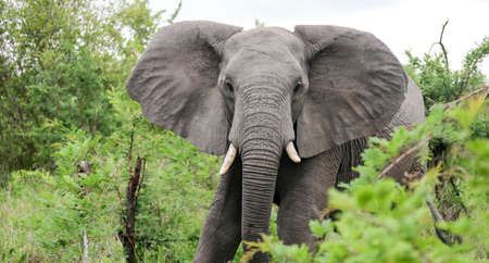 An African elephant walks towards us with its ears open. A large male elephant goes to the camera.の写真素材