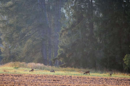 View of the landscape with wild ROE deer on the edge of the forest and field. European ROE deer...