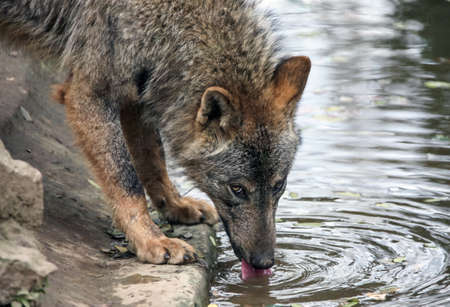 An adult wild gray wolf drinks water from a reservoir. A wolf at a watering hole carefully looks at...