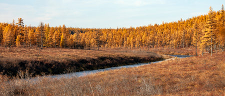 Colors of Siberian larch taiga on an autumn day. Orange and yellow needles of larch trees in the Northern forest-tundra.の写真素材