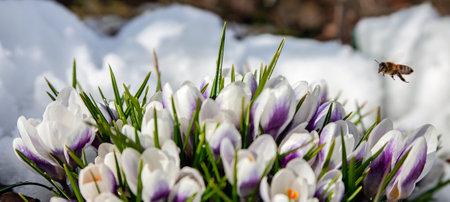 A bee flies up to the primroses blooming in the snow. Snowdrop flowers blooming among the melting snow in spring with a flying bee.の写真素材
