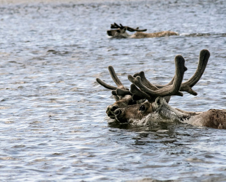 Reindeer with antlers swim across the river during migration. Deer or caribou swim on the water in summer.の写真素材