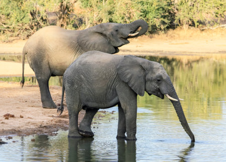 Elephants drink water from a natural reservoir in the African savanna. Two young elephants at a watering hole in the evening sun.の写真素材