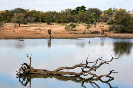 Two giraffes drink water from a natural reservoir in the African savanna. A landscape with a watering hole for wild animals with a dry tree, turtles and two giraffes.の写真素材