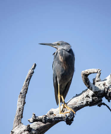 South African red-throated heron or Egretta vinaceigula on dry tree trunk against blue sky. Red-throated heron bird from the international red book, in the Okavango Delta in Botswana.の写真素材