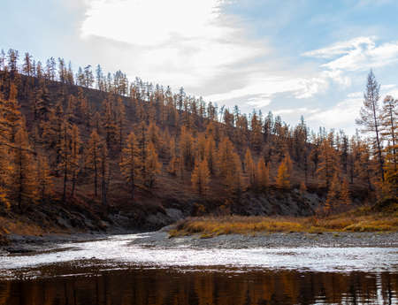 Landscape on the Siberian river with background of cloudy sky and the shore with larch autumn taiga. Coastal slope of side tributary with rare larches in September.の写真素材