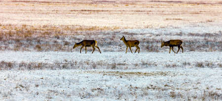 Three red deer came out into the snow-covered field at dusk Three deer go to the feeding ground for evening feeding.の写真素材