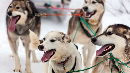 Native sled dogs or huskies in a sled during spring training in the snow. East Siberian sled dogs enjoy active running on fresh snow in a team.の写真素材