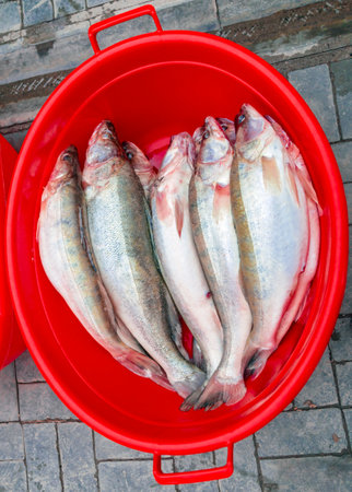 Freshly caught large fish walleye lie in red plastic basin. Several predatory walleye are sold at...