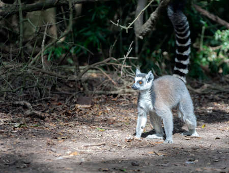 Sanford lemur walks on the surface of the soil in its natural environment. A primate from the lemur...